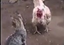 A luta mais louco que j vi galinha vs gato