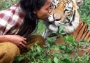 A man in Indonesia is best friends with a HUGE tiger