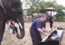 A man plays music for rescued Elephants - what they do NEXT...