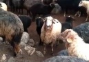 Amasya&Hemşin yüzü Recep AKTÜRK... - Hemşin Koyunu Çobanları