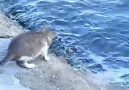 Amatör Balıkçı kedi :D