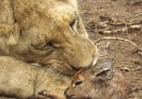Amazing Animal TV - When the Lion Lies Down with the Lamb Facebook