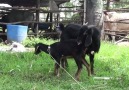 Amazing Black Goat Breeding in My Village in Summer