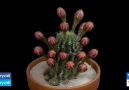 Amazing Blooming Flowers