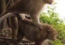 Amazing Bonobo Mating Like Human