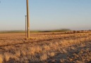 Amazing budgerigar murmation in outback Queensland Via - ViralHog