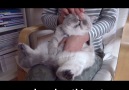 Amazing Cat Massage