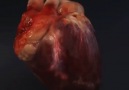 Amazing facts about human heart