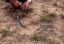 Amazing Fishing Tricks