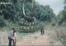 Amazing Giant Snake Attack