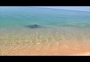 Amazing Hunting Dolphin! - Please SHARE