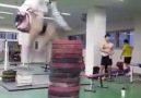 Amazing jumping ability!