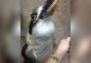 Amazing Kookaburra Remix