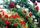 Amazing Land - Super gorgeous rose garden! Facebook