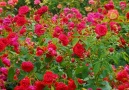 Amazing Land - Super Gorgeous Rose Garden in the Rain!!!