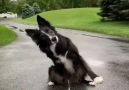 Amazing Life - Excellent skilled doggo IG &