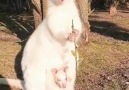 Amazing Life - Have you seen a white Wallaby Video by...