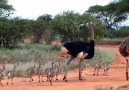 Amazing Ostrich Family