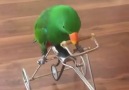 Amazing Parrot O