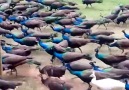 Amazing peacock bunch fly from the Mountain to the lake