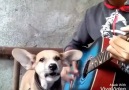 Amazing puppy sing a song......