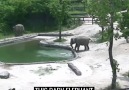 Amazing rescue effort by this elephant family! via