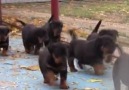 Amazing Rottweiler Puppies Credit