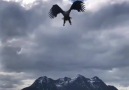 Amazing Sea Eagle Catch. LofotenNorway&