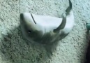 Amazing Shark