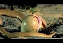 Amazing Snake Eats Egg