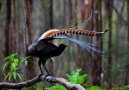 Amazing sounds Lyrebird <3