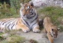 Amazing Tigers - Cute Tigers Playing Facebook