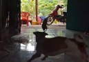 Amazing Vietnam - Tom & Jerry Facebook