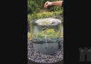 Amazing Vortex Fountain