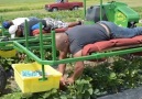 Amazing Way To Harvest Strawberry