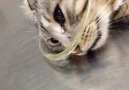 Ameliyat Öncesi Acısı Gözlerinden Okunan Kedi
