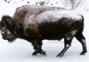 American Bison D D