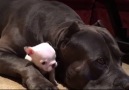 American Bully Loves To Guard Our French Bulldog Puppy