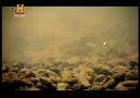Amerikanın hikayesi.1 - (1)