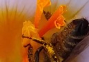 A moment in the life of a bee....