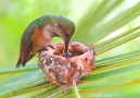 A mother humming bird feeding her babies By Val Rodriguez