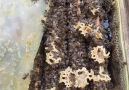 Ana arılar ne kadar süre ile kullanılır - Halil Bilen Arı Çiftliği