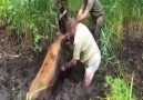 Ana Carolina Da Fonseca - See The Rescue Of A Big Deer from a mud Facebook