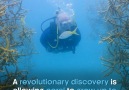 An accidental discovery is giving new hope for coral reefs.BBC Earth