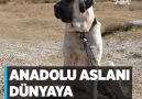 Anadolu Aslanı dünyaya tanıtılacak