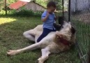 Anadolu Aslanı ile Oyun Oynayan Ufaklık )