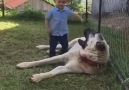 Anadolu Çoban Köpeği Ve Çocuk