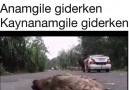 Anamgile giderken Kaynanamgile giderken