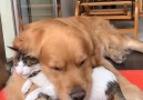 A nap with friend drives all worries away.