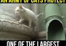 An Army Of Cats Protect One Of The Largest Museums in The World